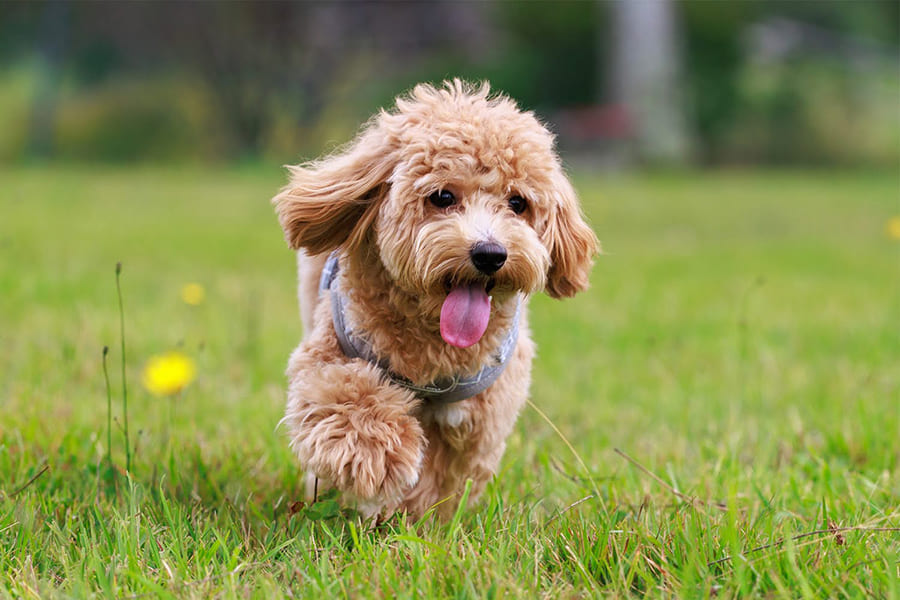 Two villas with a private dog run